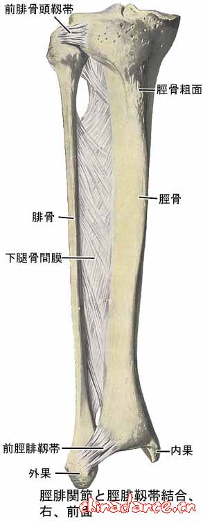腓，胫骨韧带