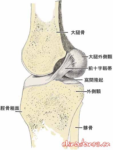knee joint2.jpg