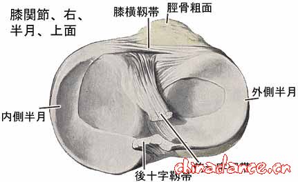膝关节解剖图
