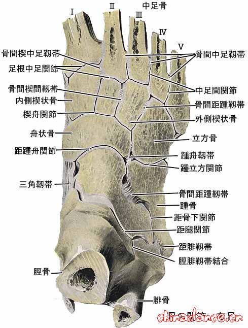 joint of foot5.jpg