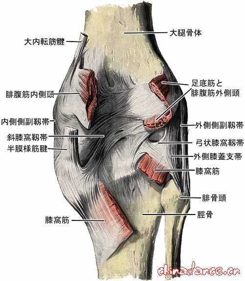 knee joint6.jpg