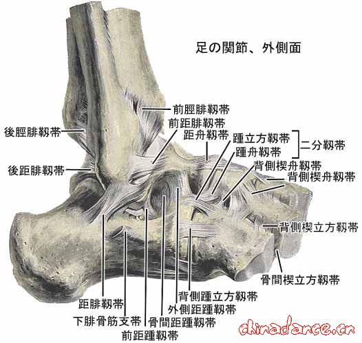 joint of foot2.jpg