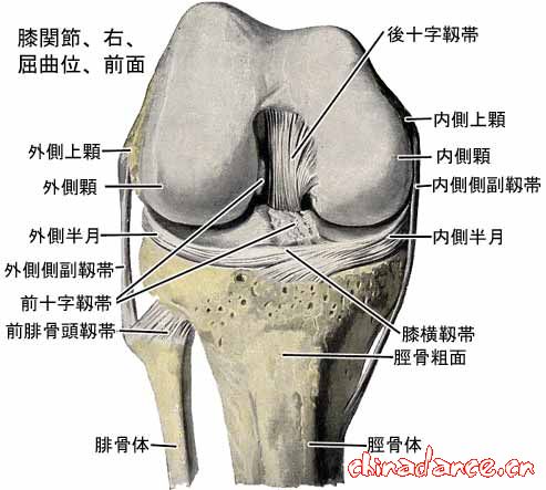 knee joint4.jpg