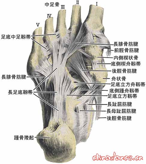 joint of foot6.jpg