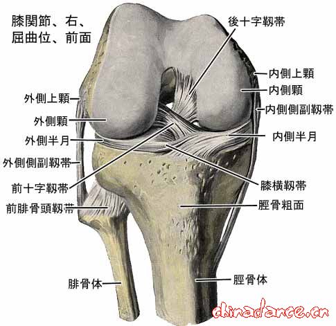 knee joint3.jpg