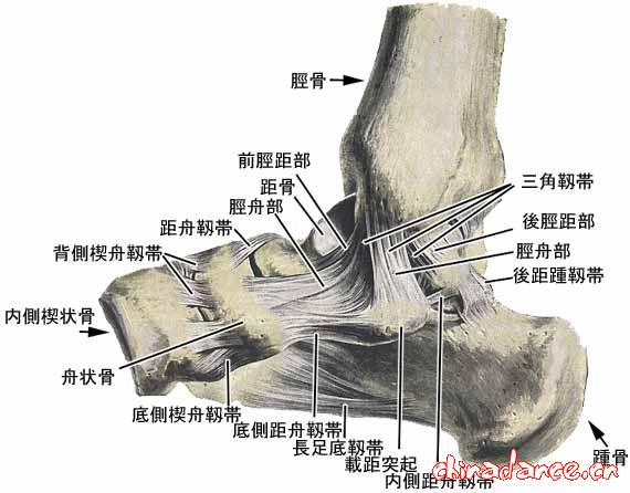 joint of foot3.jpg