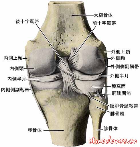 knee joint5.jpg