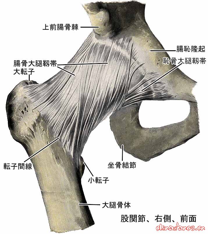 髋关节韧带图