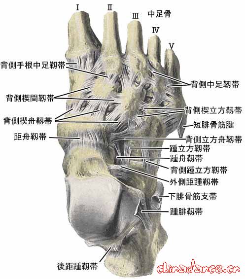 joint of foot4.jpg