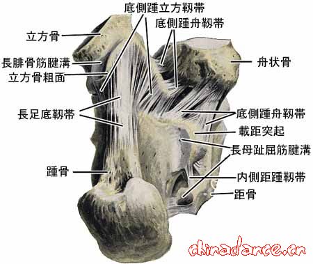 joint of foot7.jpg