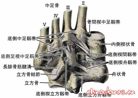 joint of foot8.jpg