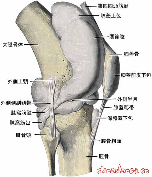 knee joint7.jpg