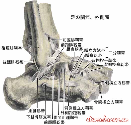 joint of foot2.jpg