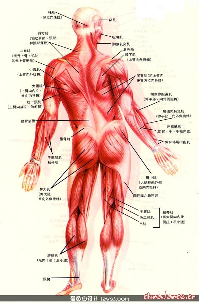 肌肉背.jpg