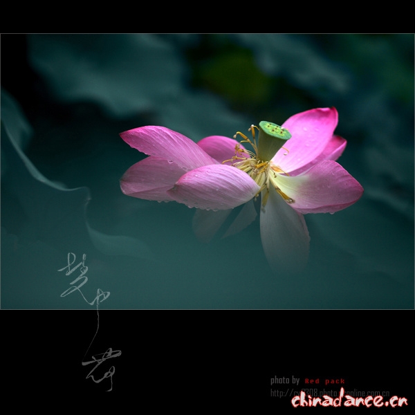 梦中荷6.jpg