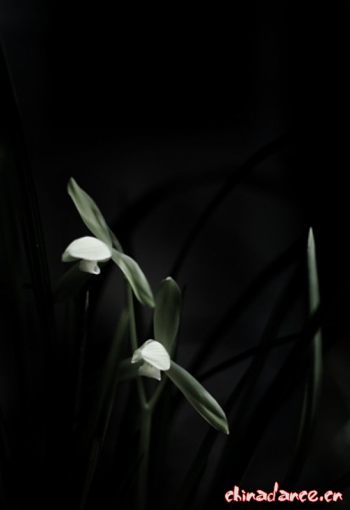 气韵幽兰4.jpg
