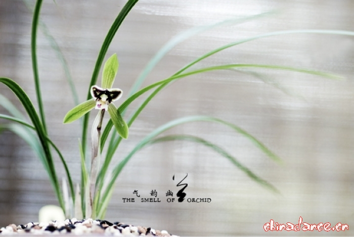 气韵幽兰9.jpg