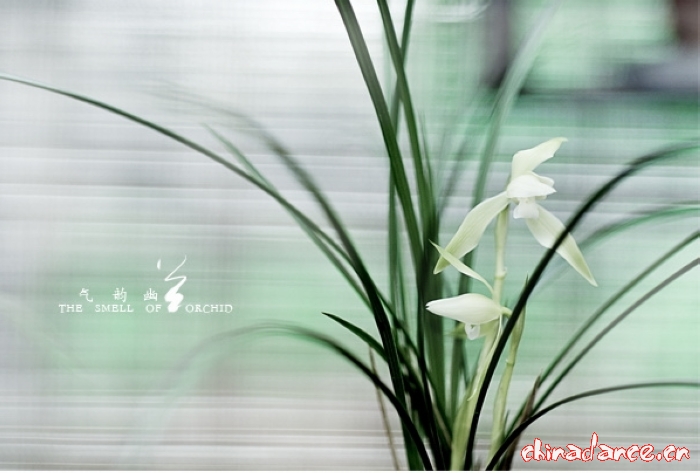 气韵幽兰5.jpg