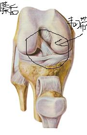 膝盖后区图.JPG