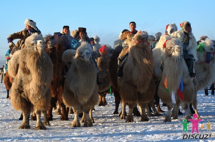 赛驼.jpg