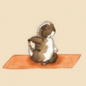 好萌！练瑜伽的小豚鼠（组图）