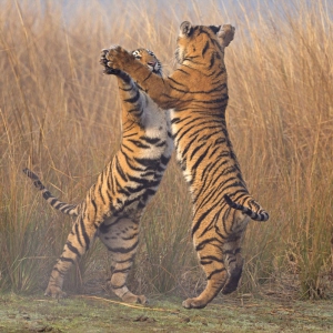 惊看老虎跳舞： 印度幼虎练习捕杀技巧似舞蹈